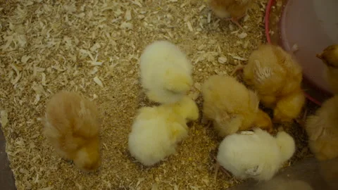 Fluffy yellow and brown chicks on wood shavings. Stock Footage 318619975