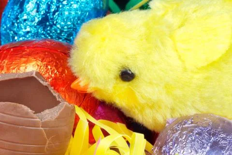 Fluffy yellow chick eats chocolate egg Stock Photos