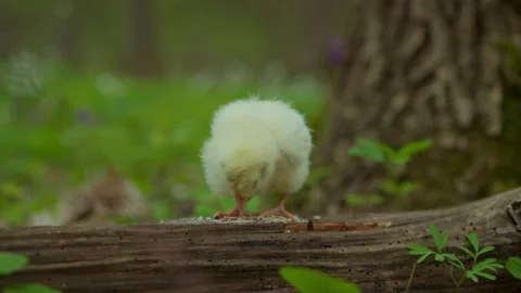 A fluffy yellow chick foraging energetically on the ground in a vibrant, lush Stock Footage 306602870
