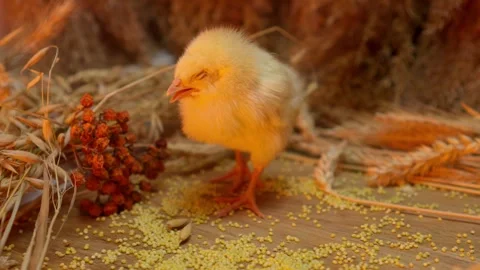 A fluffy yellow chick is pecking at small grains nestled in a cozy strawfilled Stock Footage 306793434