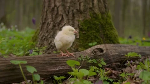 A fluffy yellow chick is standing on a log in the midst of a vibrant green and Stock Footage 306794334