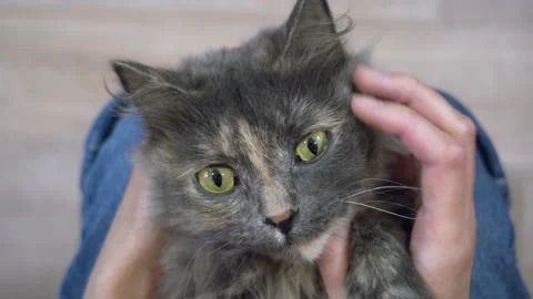 Fluffy yellow-eyed cat Stock Footage 176884802