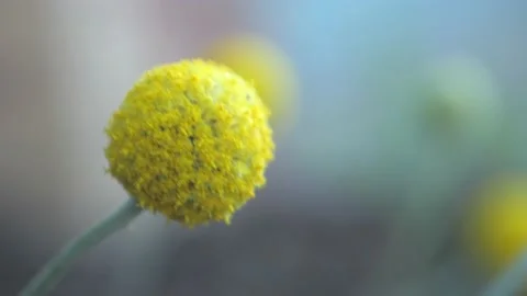 Fluffy Yellow Florets Of Australian Billy Button Plant, CLOSE UP 스톡 동영상 166356583