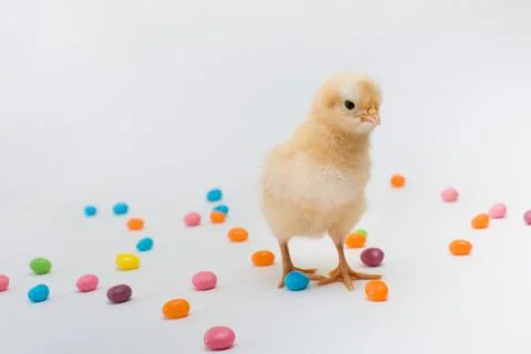 Fluffy yellow new chick with easter jellybeans Stock Photos