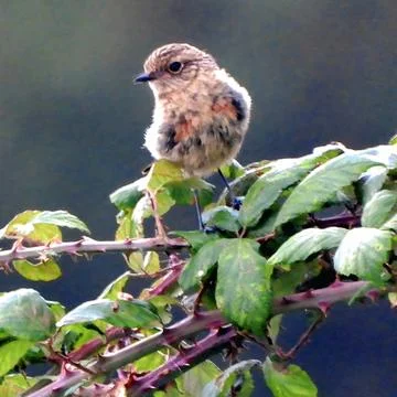 Fluffy young stonechat bird perched outdoors in natural habitat with dark backgr Stock Photos