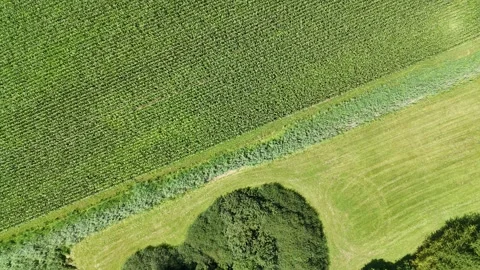 Flug über eine Maisfeld Stock Footage 285857081