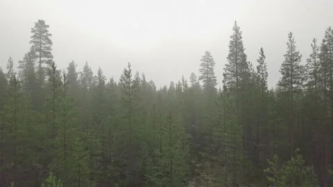 Flug über Nadelwald mit Nebel in Schweden
Flight over foggy woods Stock Footage 169063080