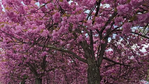 Fluid Camera Movement Along Blooming Sakura Alley Stock Footage 341966984