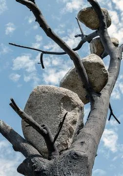 The fluid growth of the branches and the static. Stock Photos