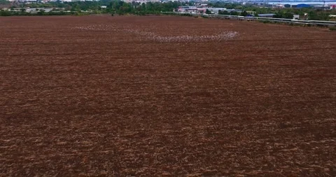 Fluid Movement Of Flocking Birds On Large City Backdrop Burgas Eastern Europe Stock-Footage 300447825