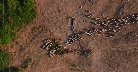 Fluid Movement Of Sheep Flock In Dry Arid Mountain Terrain Serbia Eastern Europe Stock-Footage 300445947