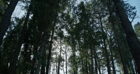 Fluid movement under the forest canopy Stock Footage 328936969