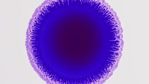 Fluidic Harmony blast. Ever-changing interplay of purple, white and black Stock Footage 256916925