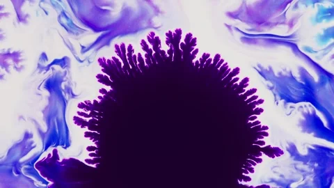 Fluidic Harmony blast. Ever-changing interplay of lilac and black pigments in a Stock Footage 258324147