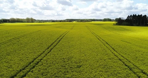 Fluing along ground field Video stock 107645493