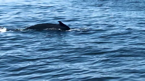 Fluking Whale Calf 動画素材 252149340