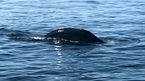 Fluking Whale 動画素材 252149512