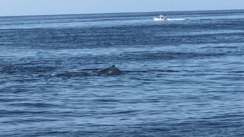 Fluking Whale with Whale Calf 動画素材 252149493