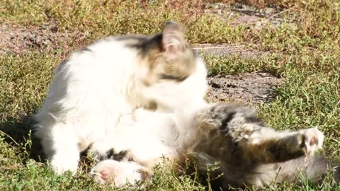 Flunny can lying on the sun and washing, lovely lazy cat Stock Footage 166300314