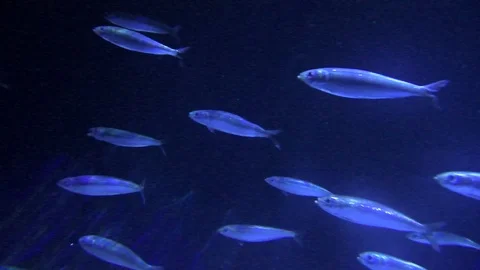 Fluorecent fish Stock Footage 112634123