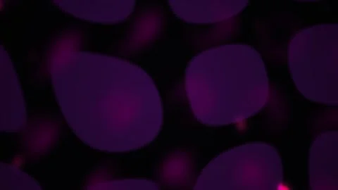 Fluorescence microscopy cell biology lab. Stock Footage 334687720