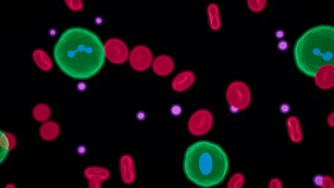 Fluorescence microscopy immune cells labelled channels loop 스톡 동영상 343137150