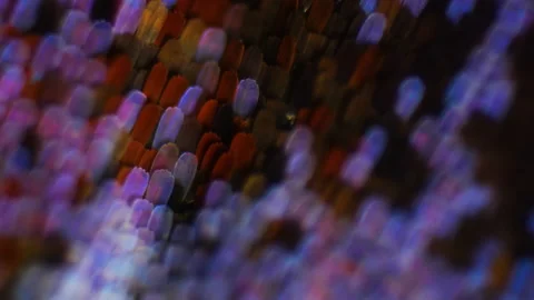 Fluorescence in nature. Glow of moth wing scales under a microscope. Darkfield Stock Footage 153438006