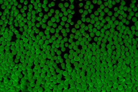 Fluorescent Anemone Tentacles Stock Photos