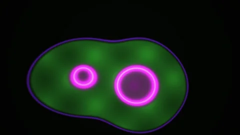 Fluorescent Cells Under Microscope Closeup. Stock Footage 334686298