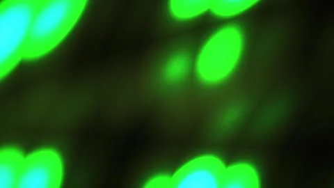 Fluorescent Cells Under Microscope Closeup. Stock Footage 335353457