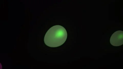 Fluorescent Cells Under Microscope. Stock Footage 335512362