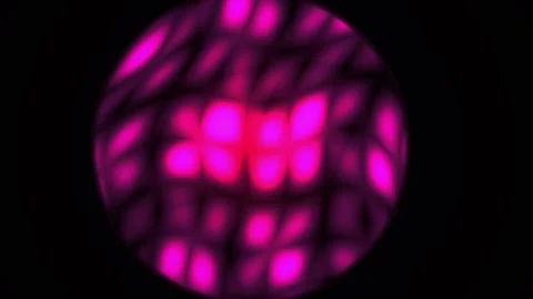 Fluorescent Cells Under Microscope. Stock Footage 335512517