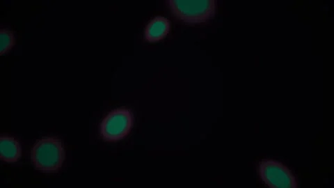 Fluorescent Cells Under Microscope Lens. Stock Footage 334872273