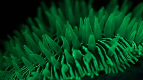 Fluorescent coral Stock Footage 94650353
