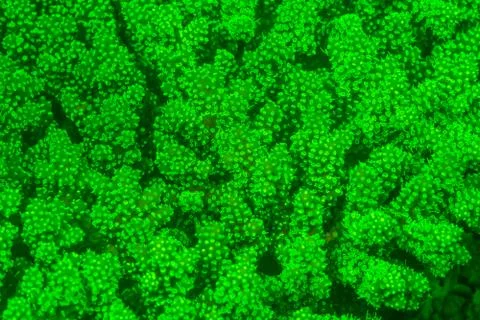 Fluorescent coral Stock Photos