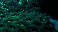Fluorescent Coral Polyps At Night - Bioluminescence In Underwater World Stock Footage