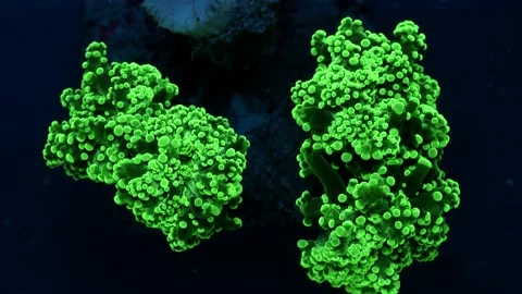 Fluorescent coral polyps on reef at night Video stock 165863243