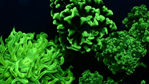 Fluorescent coral polyps on reef at night Video stock 166052059