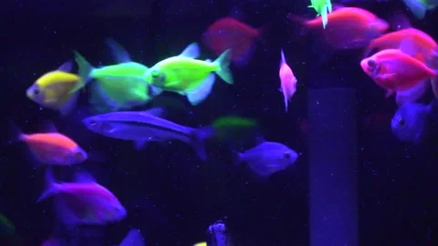 Fluorescent  fish. Stock Footage 155314482