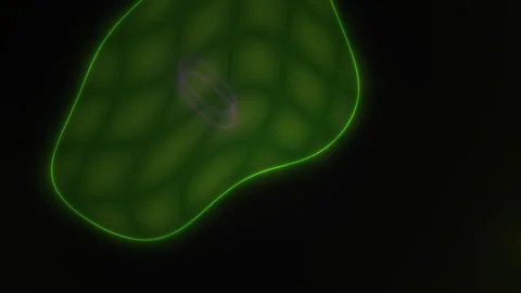 Fluorescent green cell with membrane outline on black background. Stock Footage 337459633