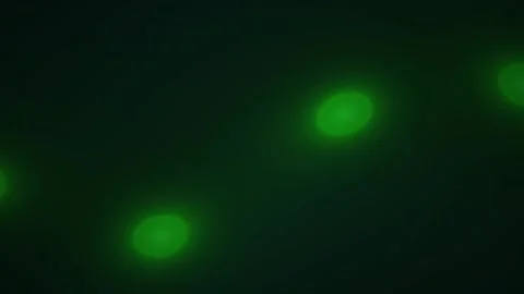 Fluorescent green cells in a dark background. Stock Footage 335512472