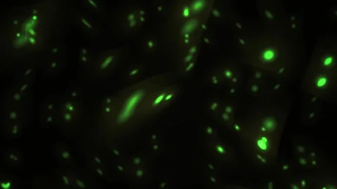 Fluorescent green cells in microscope. Stock Footage 334872378