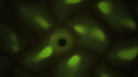 Fluorescent green cells under microscope. Stock Footage 335949426