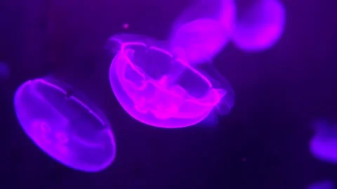 Fluorescent jellyfish floating Stock Footage 71976729