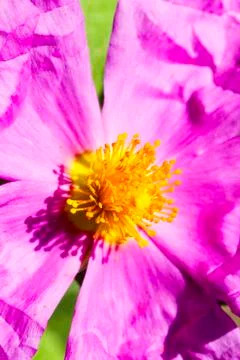 Fluorescent macro flower Stock Photos