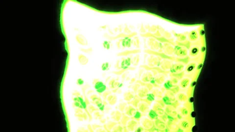 Fluorescent Microscope Cell Culture Sample. Stock Footage 335108483