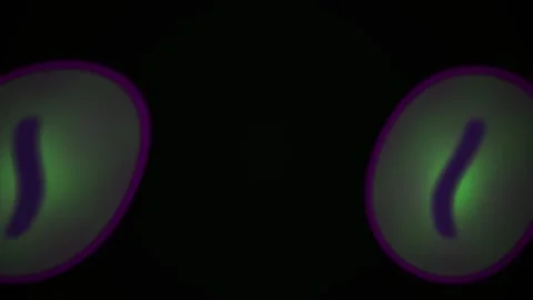 Fluorescent Microscope Cell Division Stages. Stock Footage 334186266