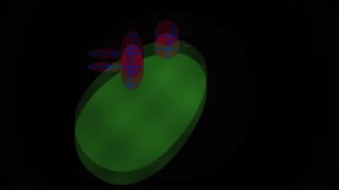 Fluorescent Microscopy Cell Division Stages. Stock Footage 337505195