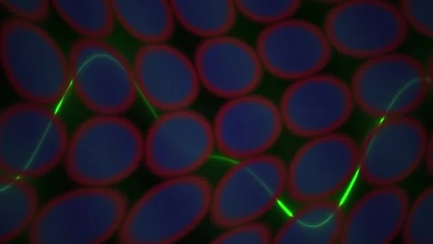 Fluorescent microscopy imaging of cellular structures and neural filaments. Vídeos de archivo 341806446