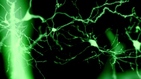 Fluorescent neurons, animation. Stock Footage 75604089
